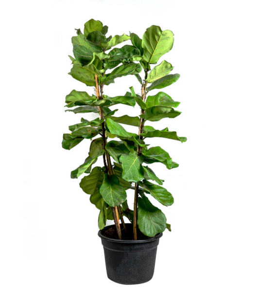 Ficus Lyrata