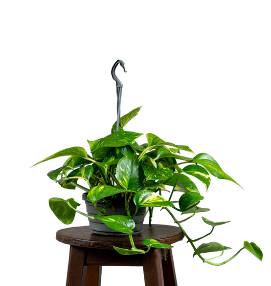 Pothos Hang