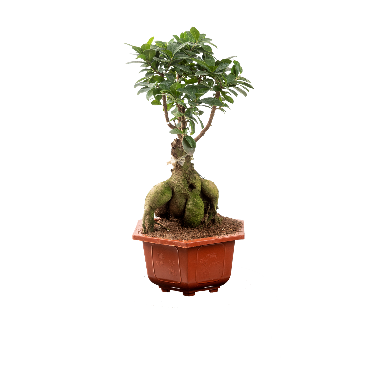 Ficus Ginseng