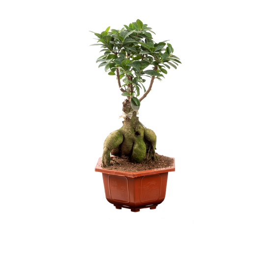 Ficus Ginseng
