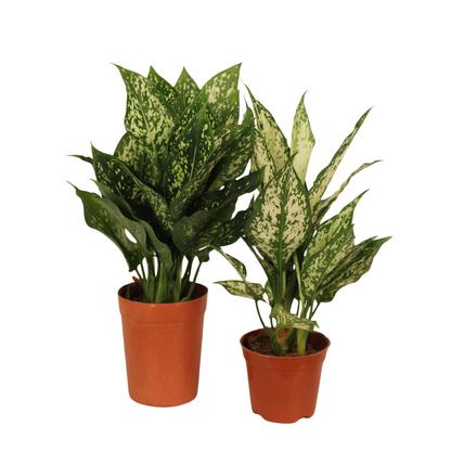 Aglaonema Silk