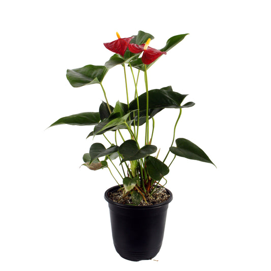 Anthurium
