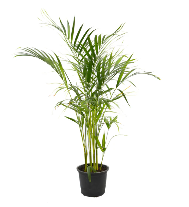 Areca Palm