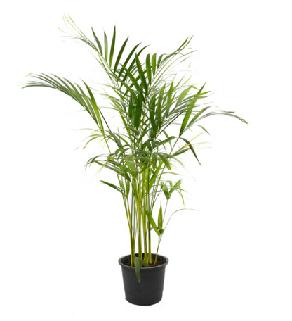 Areca Palm