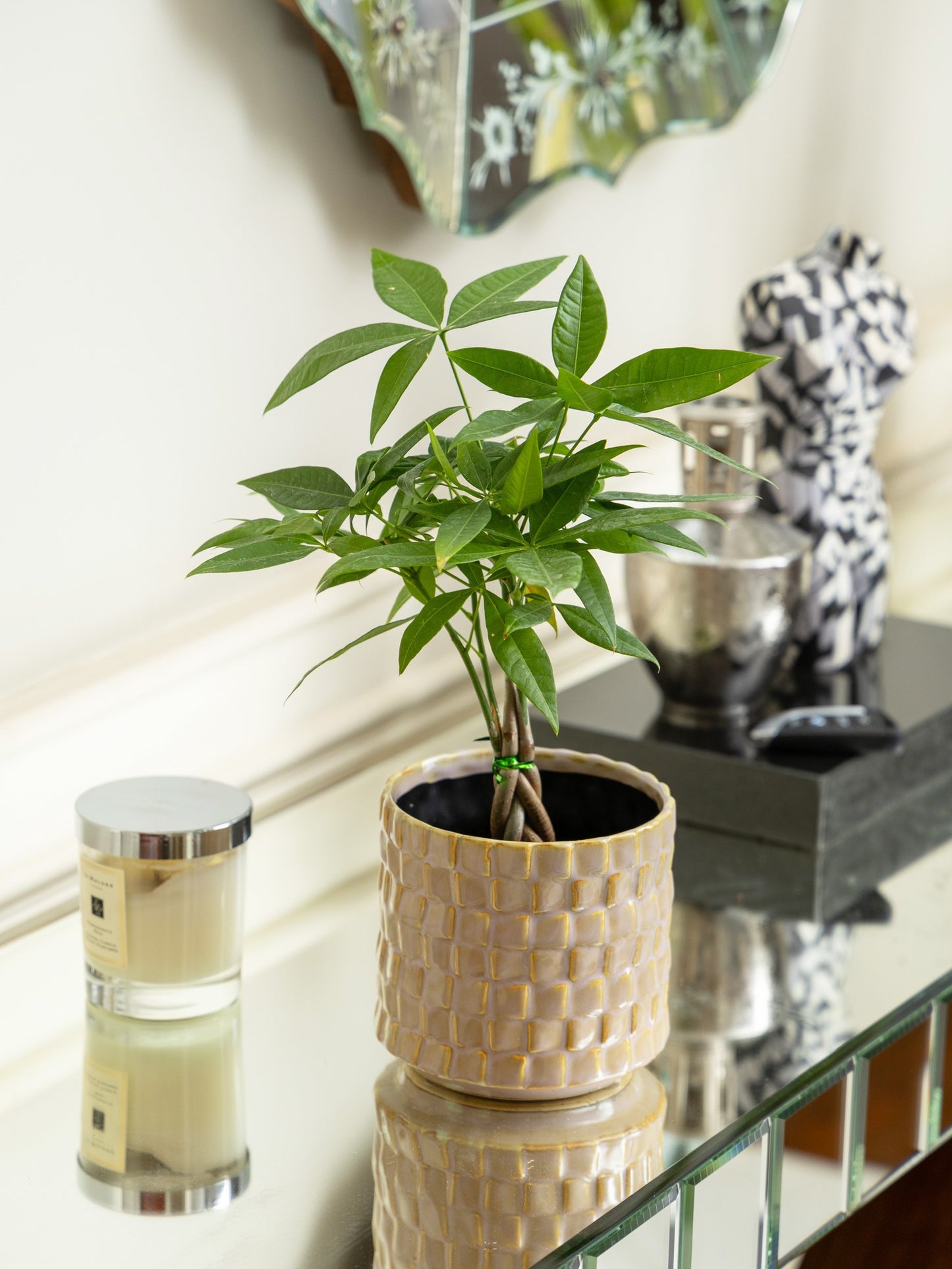 Miniature Money Tree (Bradied Trunk)