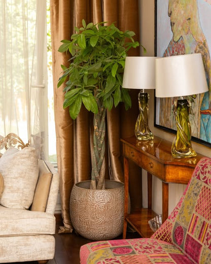 Money Tree (Braided Trunk)