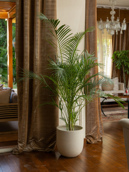 Areca Palm