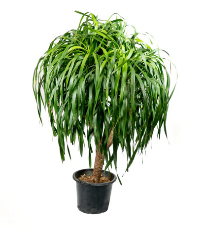 Dracena Draco