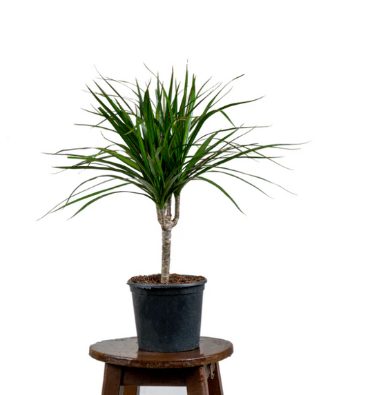 Dracena Marginata