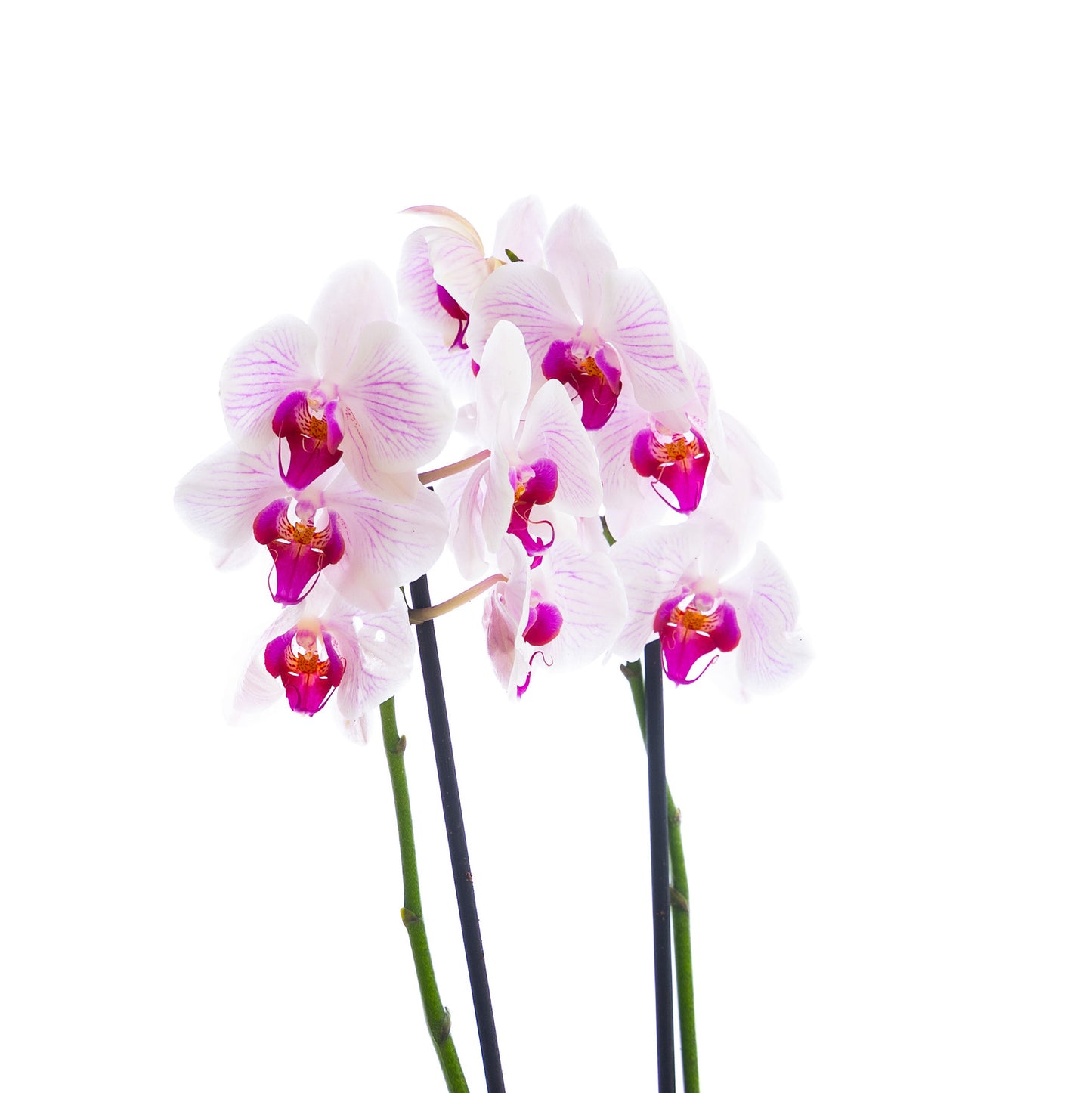 Orchid