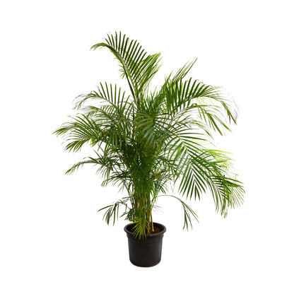 Bamboo Palm