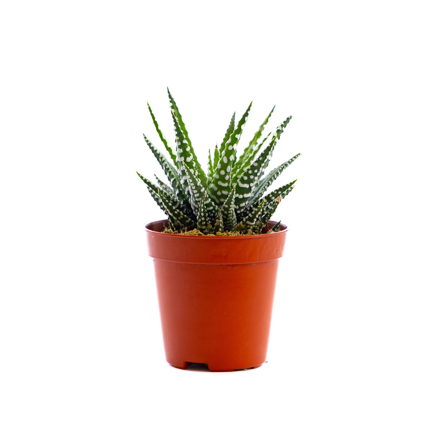 Haworthia (White Spots)