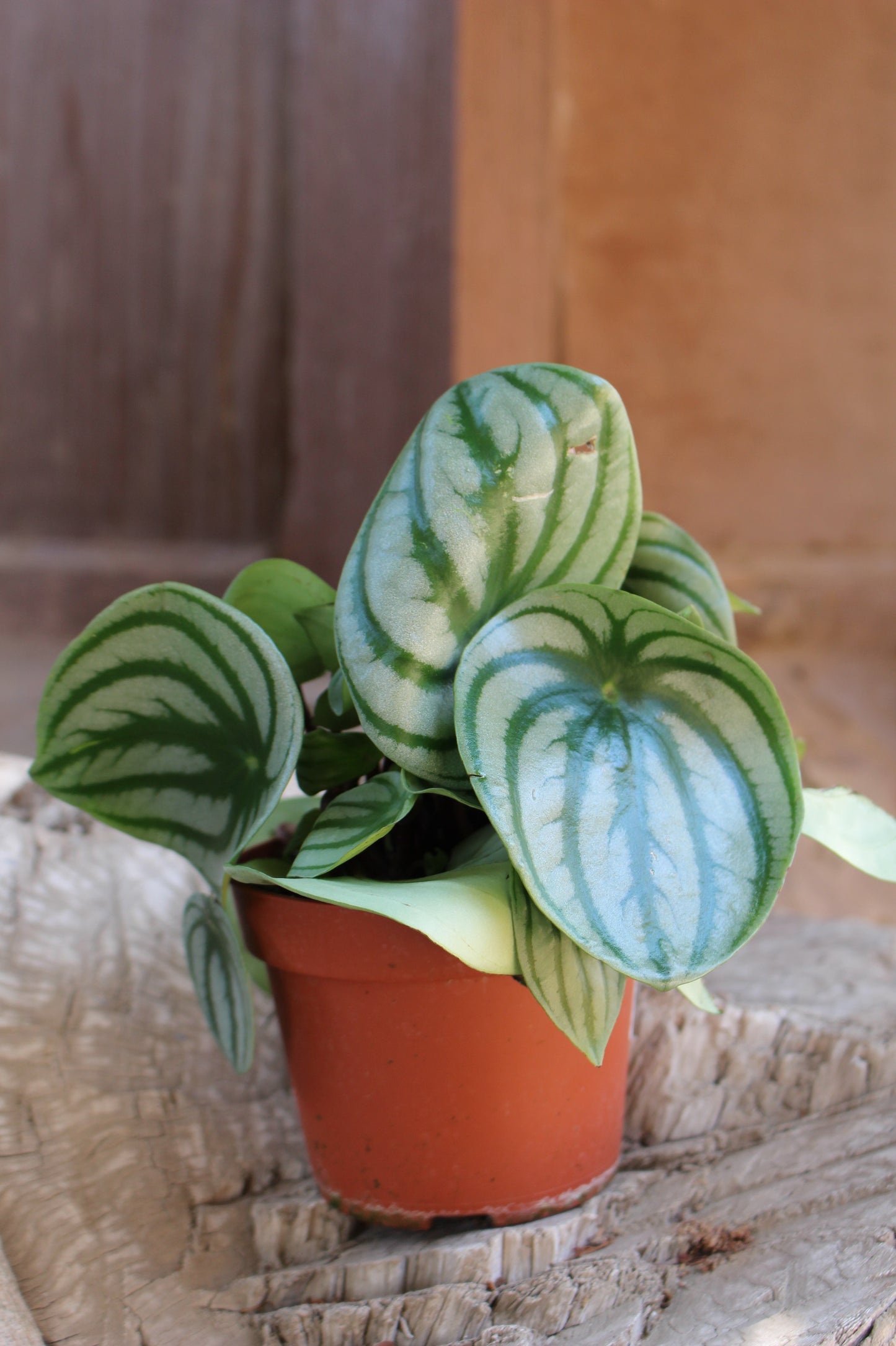 Watermelon Peperomia