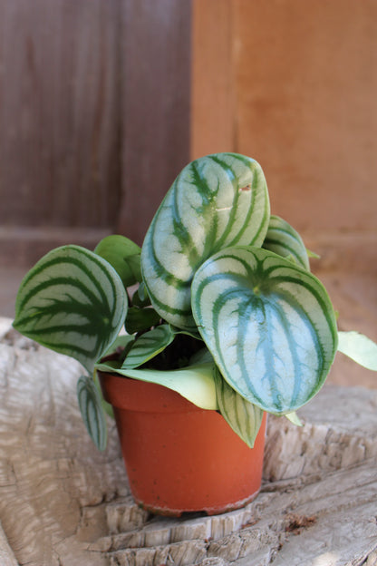 Watermelon Peperomia