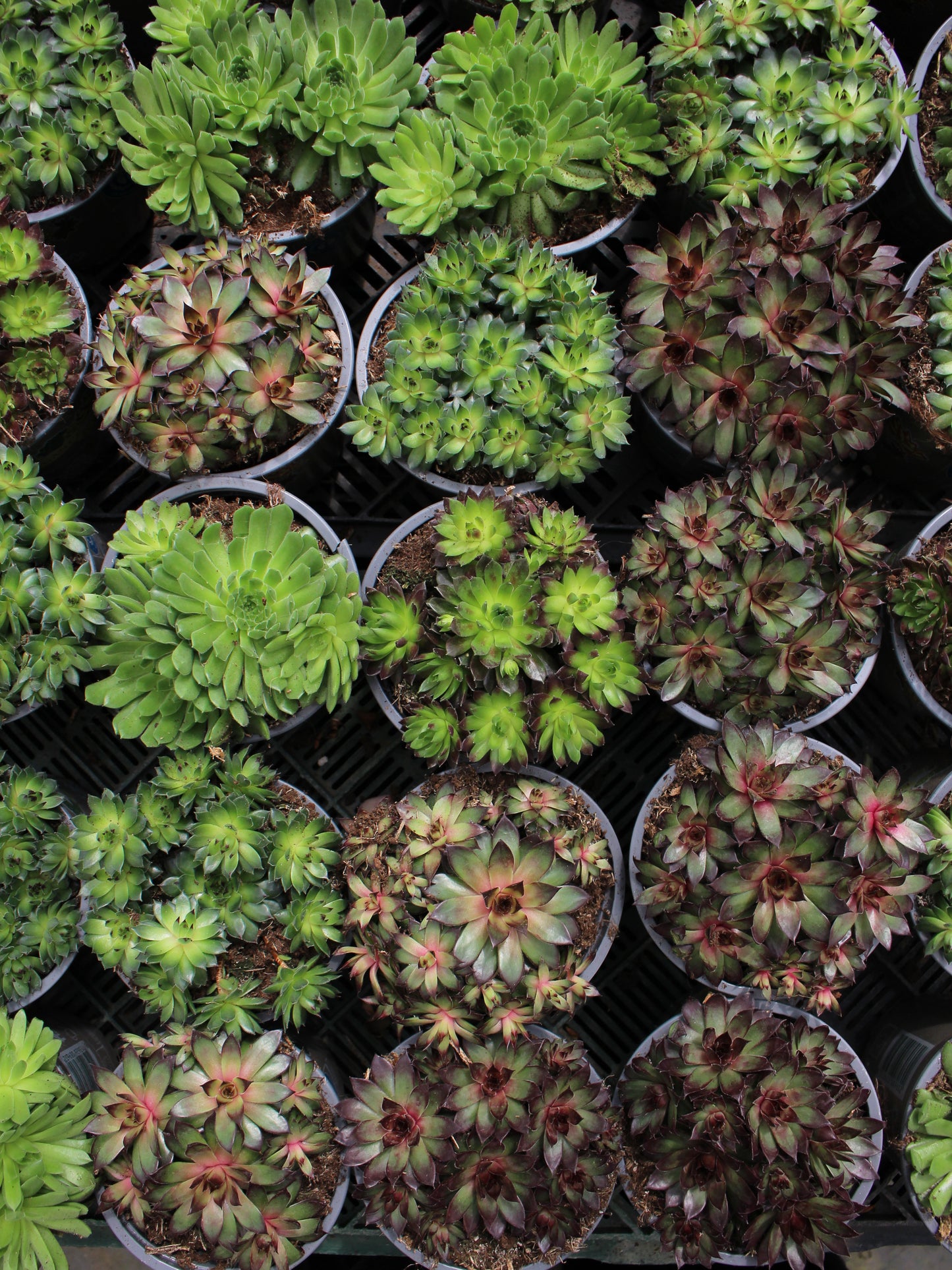 Houseleek Succulents