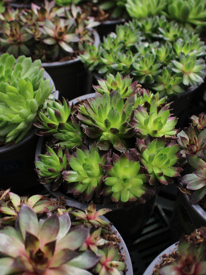 Houseleek Succulents