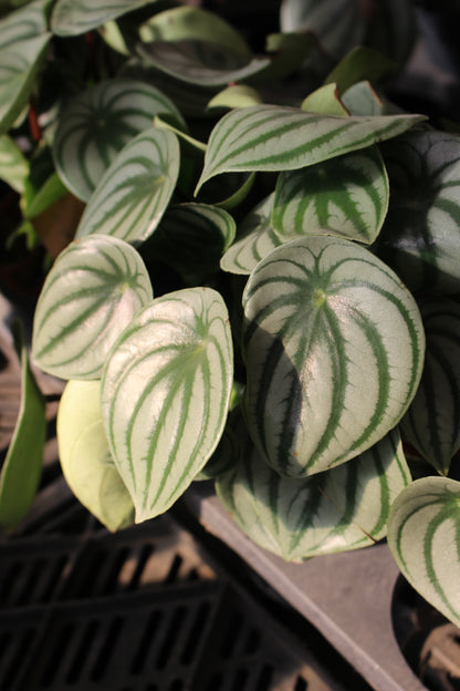 Watermelon Peperomia