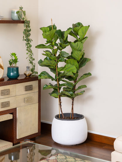 Ficus Lyrata