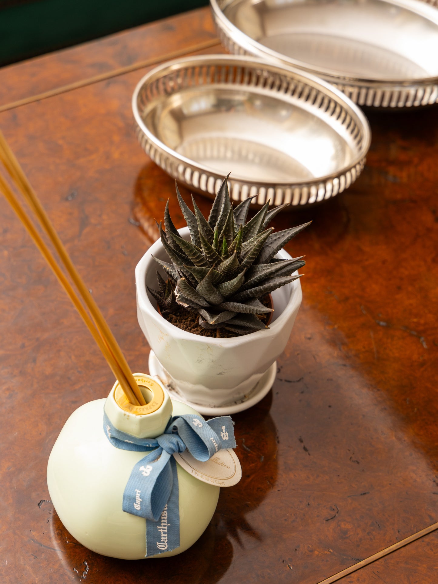 Haworthia (White Spots)