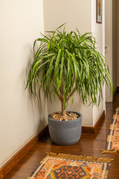 Dracena Draco