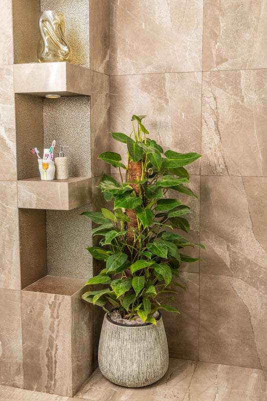 Philodendron Scandens