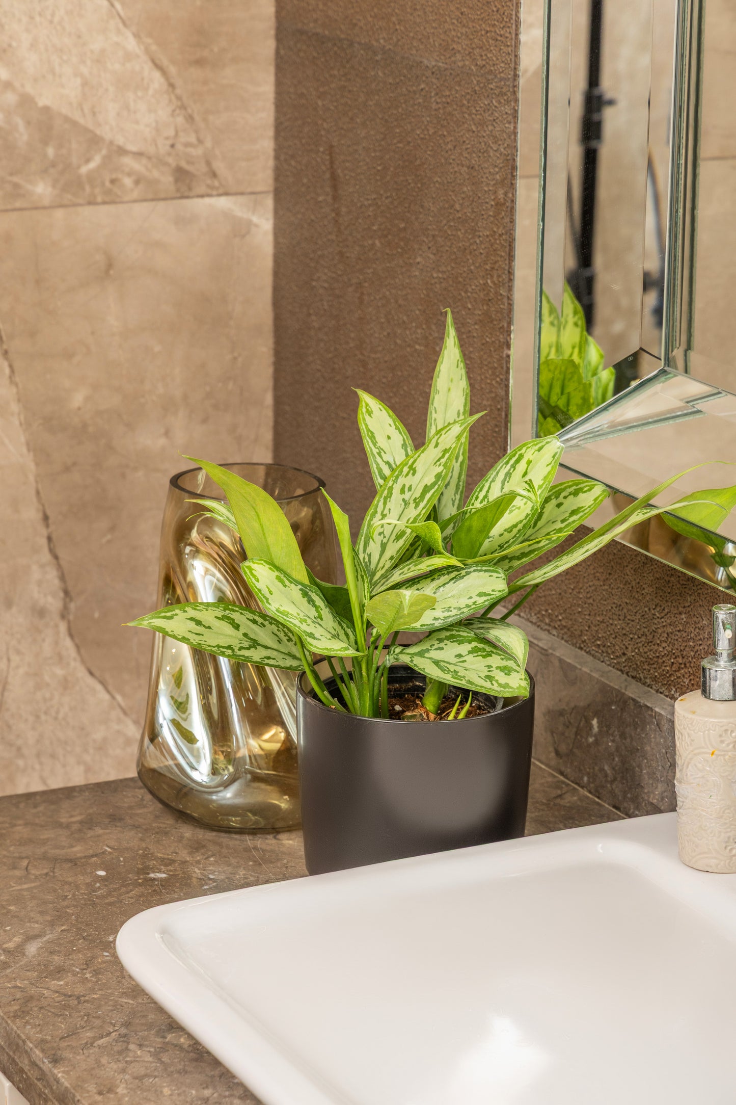 Aglaonema Silver Queen