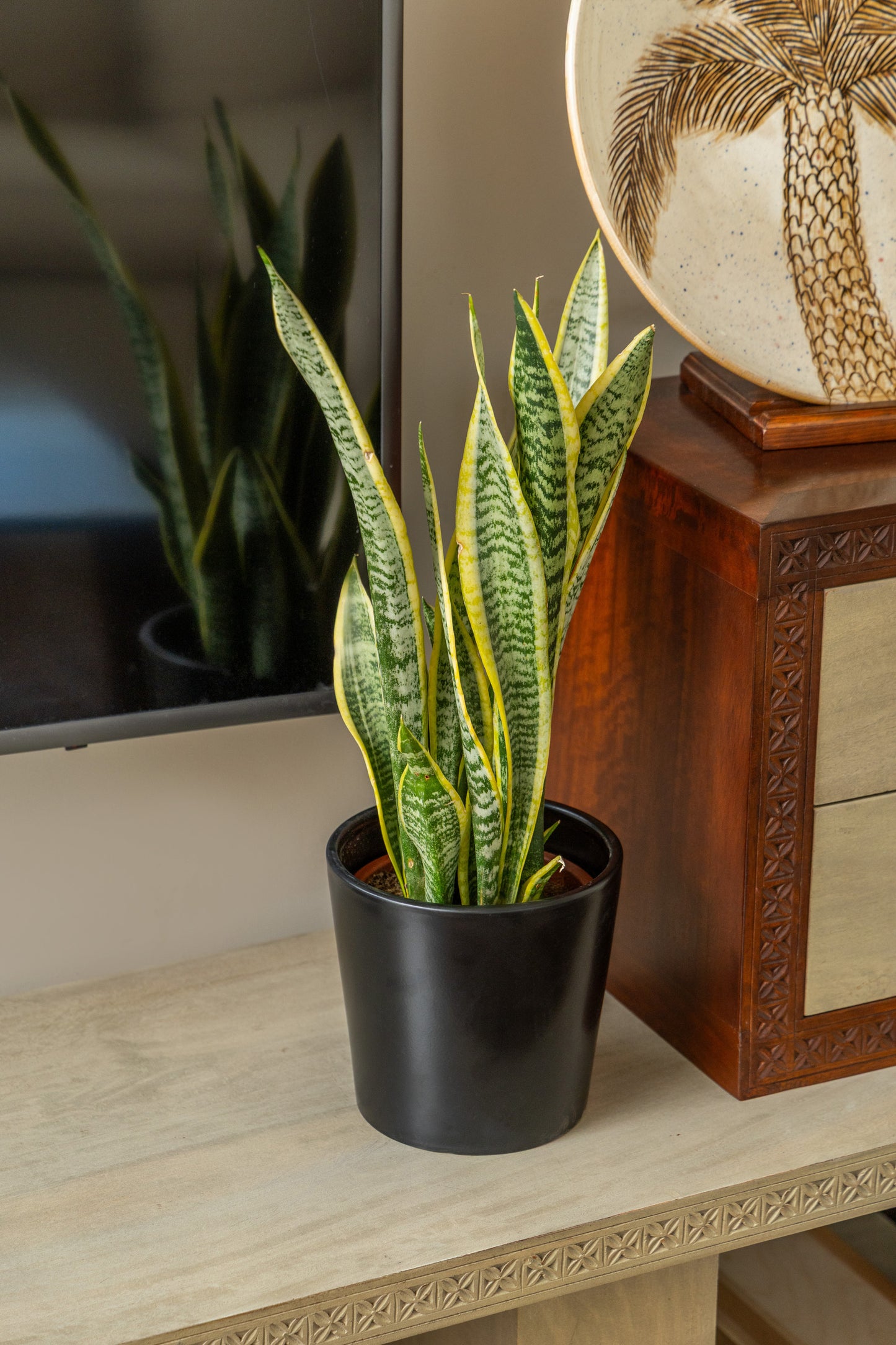 Snake Plant