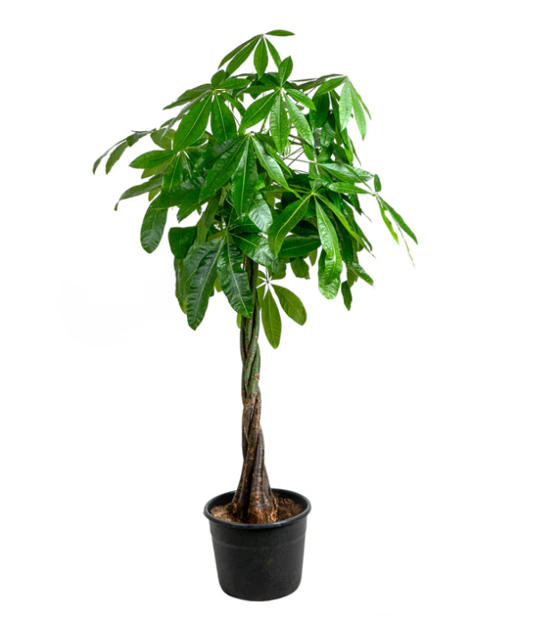 Money Tree (Braided Trunk)