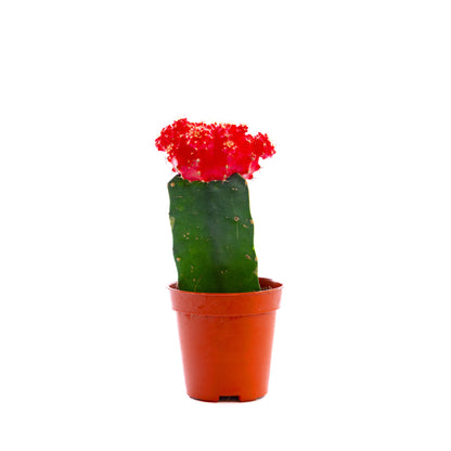 Moon Cactus