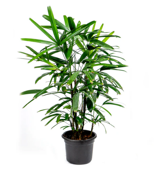 Rhapis Palm
