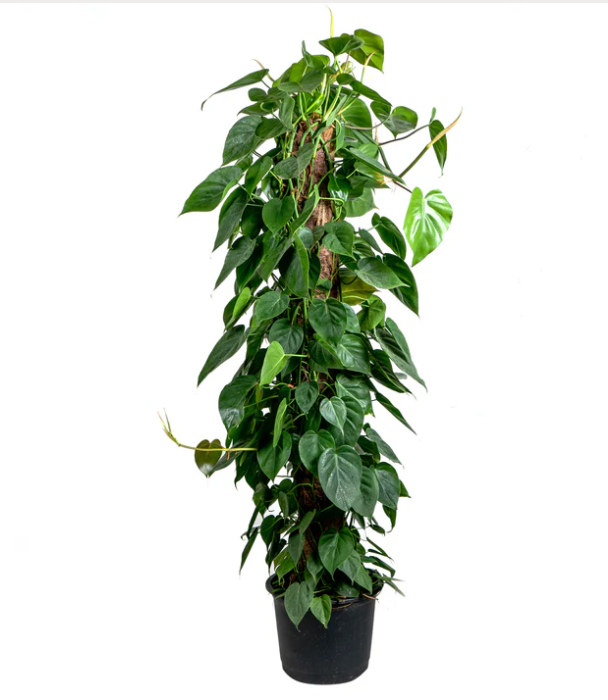 Philodendron Scandens