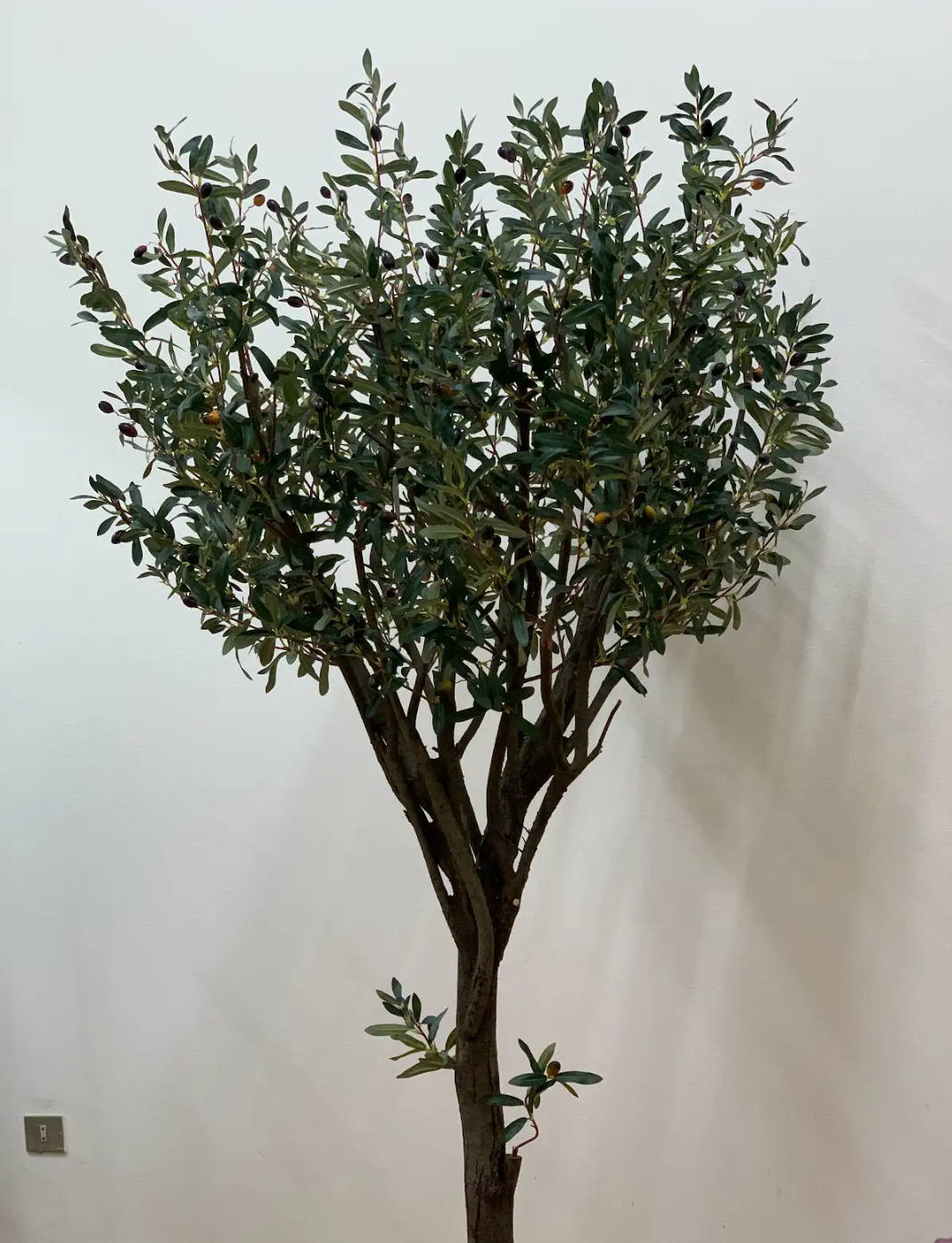 Olive Tree