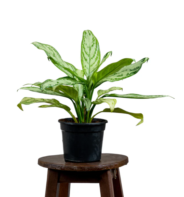 Aglaonema Silver Queen