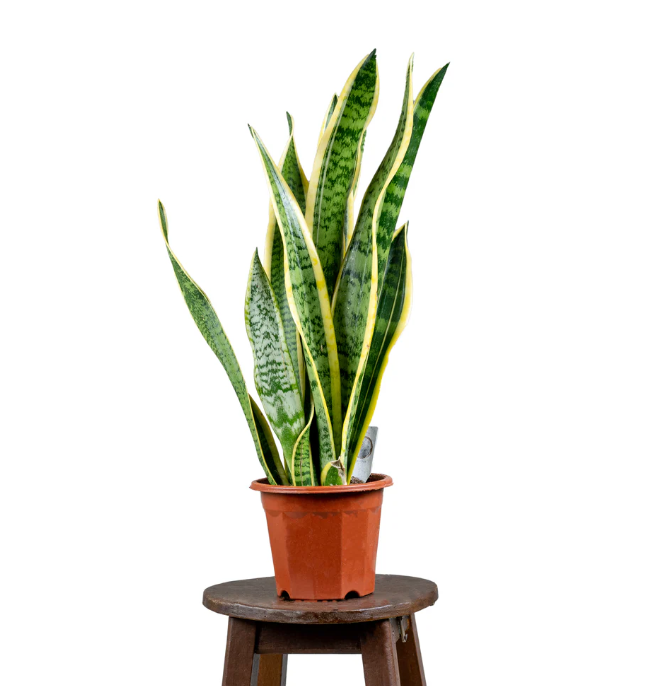 Snake Plant