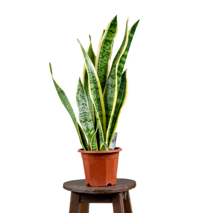 Snake Plant