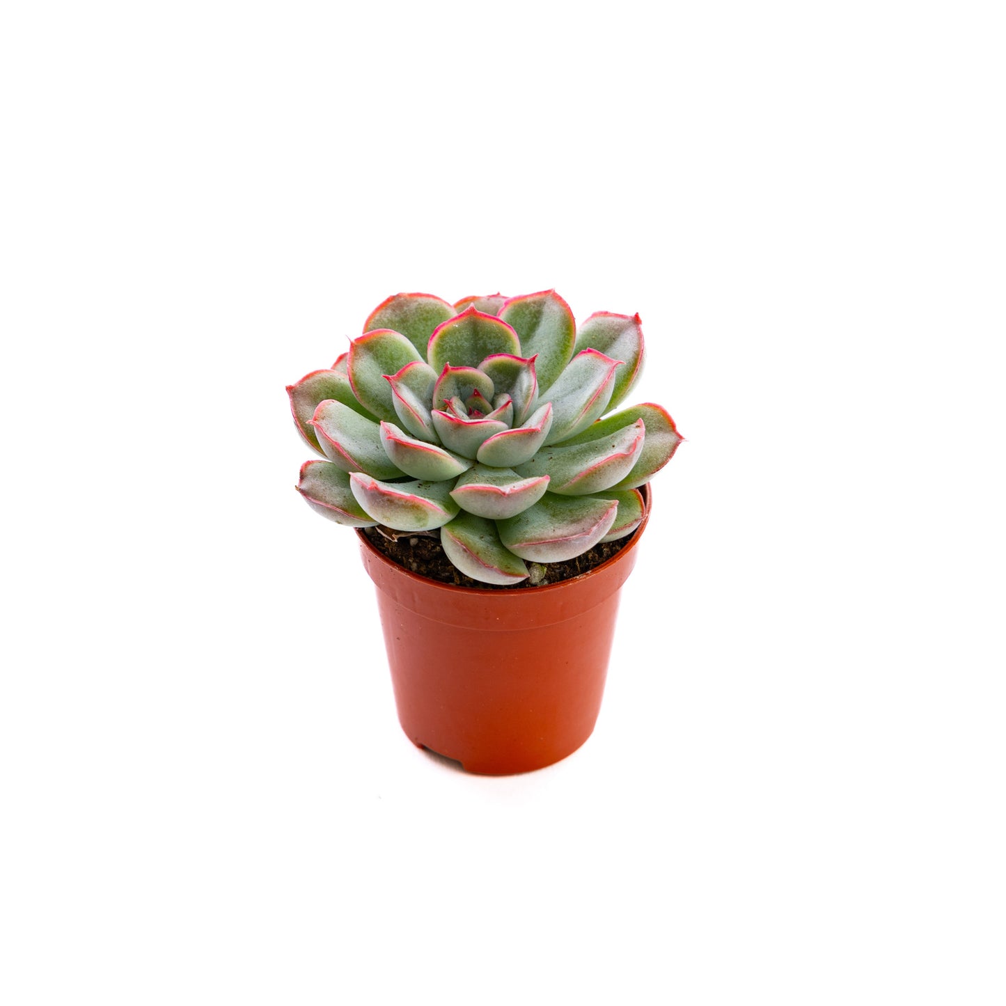 Echeveria